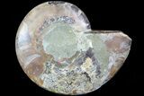 Agatized Ammonite Fossil (Half) - Madagascar #83791-1